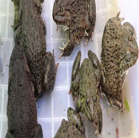 ếch nguyên con - Thực Phẩm Tươi Sống - Công Ty Cổ Phần Nông Sản Thực Phẩm Thành Nam